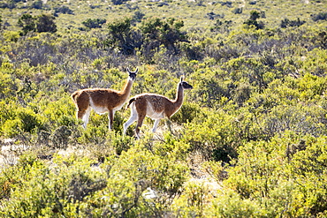 Guanacos, Argentina, South America