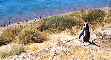 Magellanic penguins, Park Valdes, UNESCO World Heritage Site, Argentina, South America