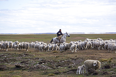 Gaucho on horse with flock of sheep, Tierra del Fuego, Argentina, South America