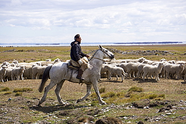 Gaucho on horse with flock of sheep, Tierra del Fuego, Argentina, South America