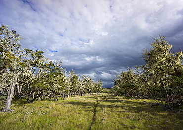 Bearded trees, Tierra del Fuego, Argentina, South America