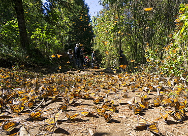 Cerro Pelon Monarch Butterfly Biosphere, UNESCO World Heritage Site, Mexico, North America