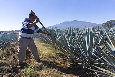 Tequila is made from the blue agave plant in the state of Jalisco and mostly around the city of Tequila, Jalisco, Mexico, North America