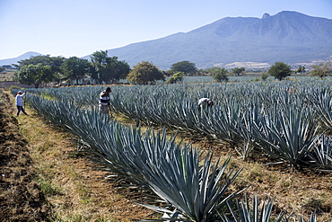 Tequila is made from the blue agave plant in the state of Jalisco and mostly around the city of Tequila, Jalisco, Mexico, North America