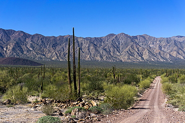 On the road in Baja California, Mexico, North America