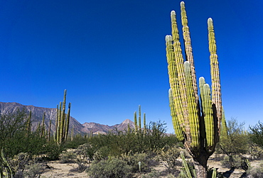 Cacti in dry desert like landscape, Baja California, Mexico, North America