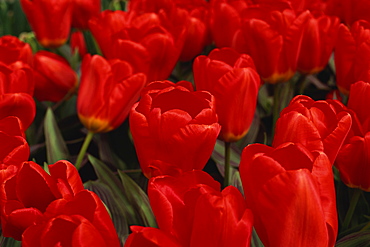 Tulips, Holland, Europe