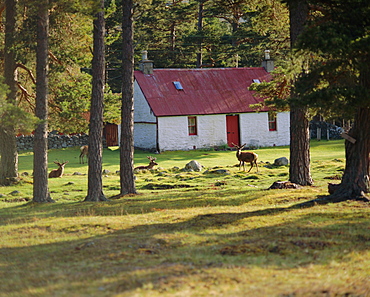 House and deer among trees, the Grampians, Scotland, UK, Europe