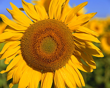 Close-up of large sunflower, Provence, France,Europe