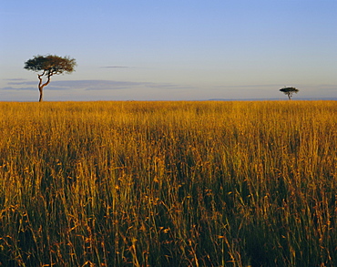 Masai Mara National Reserve, Kenya, East Africa, Africa