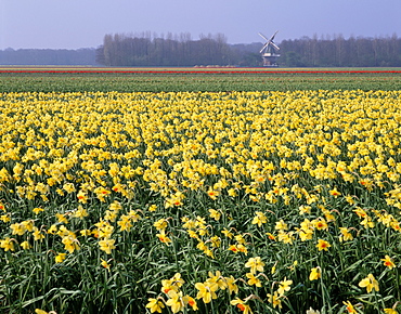 Bulbfields of daffodils and windmill in distance, The Netherlands, Europe