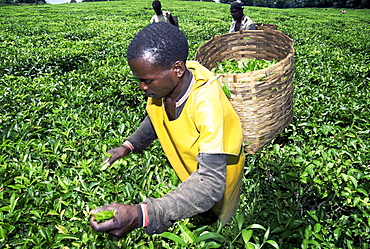 Tea picker, Tanzania, East Africa, Africa