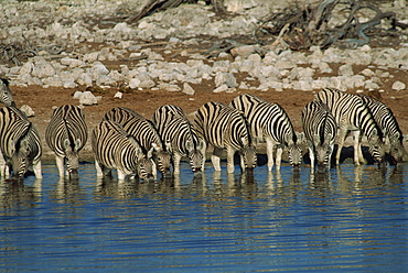 Zebra at a waterhole, Namibia, Africa