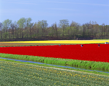 People working in the bulb fields in Holland, Europe