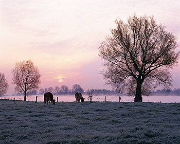 Cows in the early morning in a misty landscape by a river in Holland, Europe