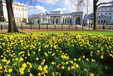 Daffodils in Hyde Park near Hyde Park Corner, London, England, United Kingdom, Europe