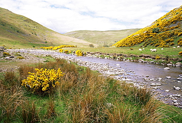 Cheviot Hills, Northumberland, England, United Kingdom, Europe