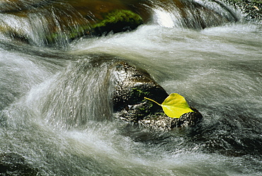 Water rushing over rocks and a single leaf in a river in Killarney, County Kerry, Munster, Republic of Ireland, Europe