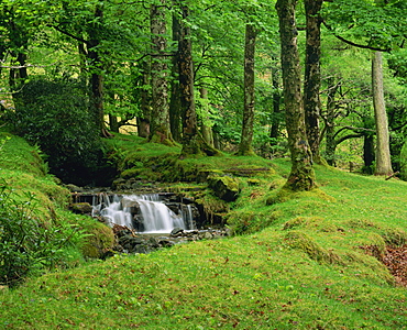 Stream cascades over rocks in woods at Delphi, County Mayo, Connacht, Eire, Europe