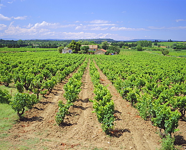 Vineyard near Chateauneuf-du-Pape, Provence, France, Europe