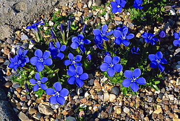 Blue gentian flowers, Gentiana Verna, taken at Wisley, Surrey, England, United Kingdom, Europe