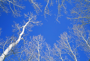 Bare aspen trees against a blue sky in the Dixie National Forest, Utah, United States of America, North America