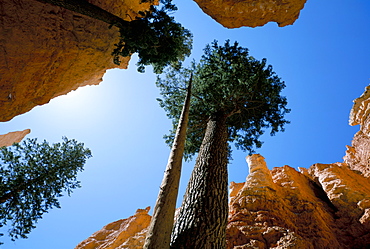 Bryce Canyon National Park, Utah, United States of America, North America