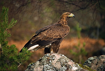 Portrait of a golden eagle, Highlands, Scotland, United Kingdom, Europe