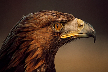 Golden eagle, Highland region, Scotland, United Kingdom, Europe