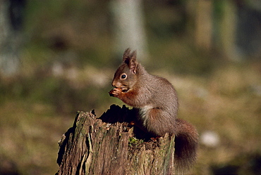 Portrait of a red squirrel, Highlands, Scotland, United Kingdom, Europe