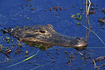 American Alligator, South Florida, United States of America, North America