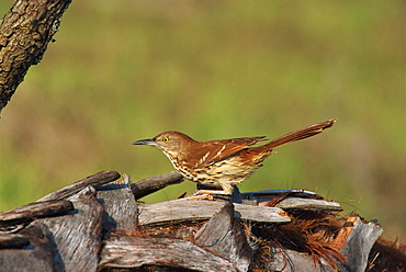 Brown thrasher, South Florida, United States of America, North America