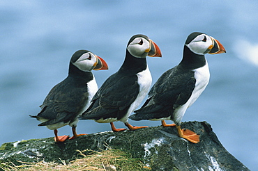 Three puffins on rock, Craigleath Island, East Lothian, Scotland, United Kingdom, Europe