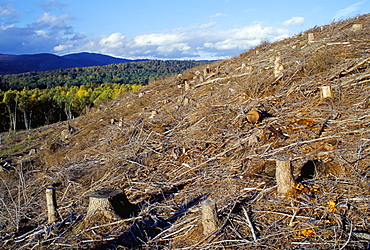 Area of deforestation, near Aviemore, Highlands, Scotland, United Kingdom, Europe