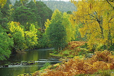 River Farrar, Glen Strathfarrar, Highland region, Scotland, United Kingdom, Europe