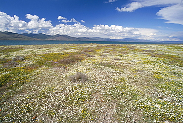 Wild flowers near Skala Polichnitos, Lesbos(Lesvos) Island, Greece, Greek Islands, Aegean Sea, Europe