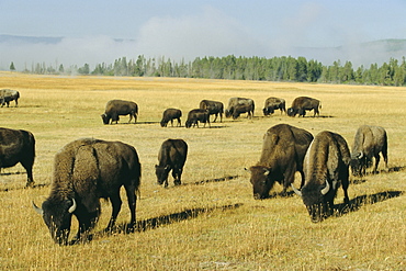 Bison grazing in Yellowstone National Park, Wyoming, USA