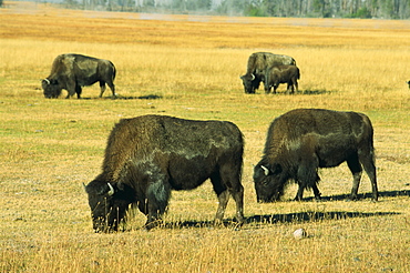 Bison, Yellowstone National Park, UNESCO World Heritage Site, Wyoming, United States of America, North America