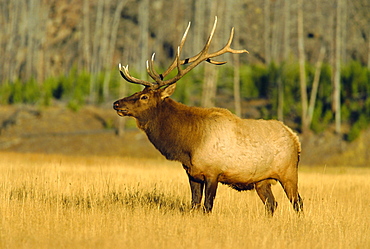 Elk, Yellowstone National Park, Wyoming, USA