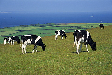 Cows in a field, Isle of Purbeck, Dorset, England, United Kingdom, Europe