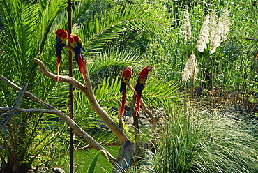 Parrots in Palmitos Park, Maspalomas, Gran Canaria, Canary Islands, Spain, Atlantic, Europe