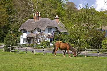 Thatched cottage and pony, New Forest, Hampshire, England, United Kingdom, Europe