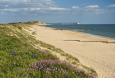 Sea pinks, Hengistbury Head Beach, Poole Bay, Bournemouth, with Isle of Wight in the background, Dorset, England, United Kingdom, Europe