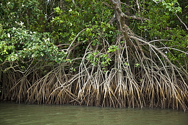 Mangroves, Port Douglas, Queensland, Australia, Pacific