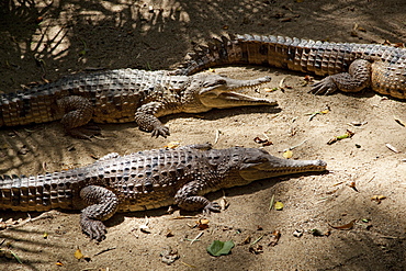 Freshwater crocodiles (Crocodylus johnstoni), The Wildlife Habitat, Port Douglas, Queensland, Australia, Pacific