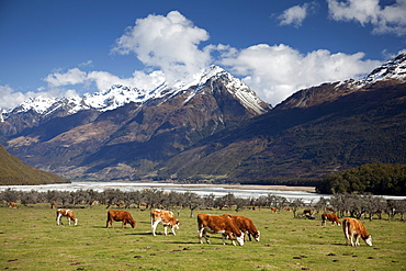 Hereford cattle in Dart River Valley near Glenorchy, Queenstown, South Island, New Zealand, Pacific