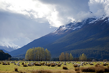 Sheep in Dart River Valley, Glenorchy, Queenstown, South Island, New Zealand, Pacific