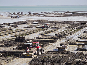 Oyster beds at low tide with tractors and harvesters, Cancale, Brittany, France, Europe