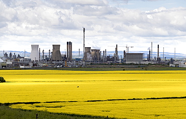 Grangemouth oil refinery and fields of rapeseed, Stirlingshire, Scotland, United Kingdom, Europe