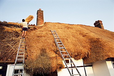 Thatcher at work renewing thatch on cottage, England, United Kingdom, Europe